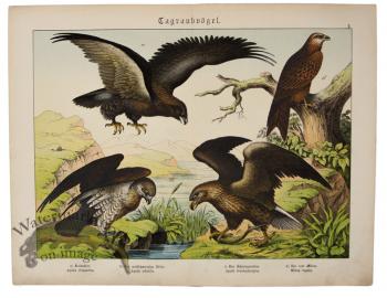 Sea Eagle Golden Eagle