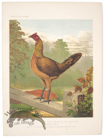 Black Breasted Game Hen