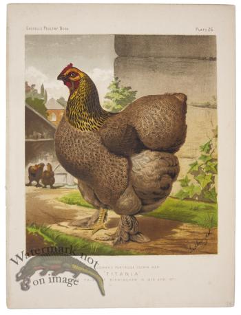 Partridge Cochin Hen