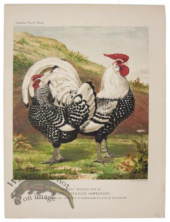 Silver Spangled Hamburghs