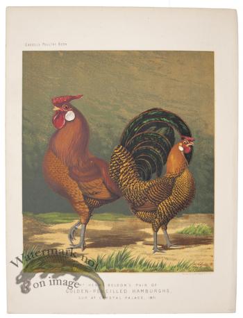 Golden Pencilled Hamburghs