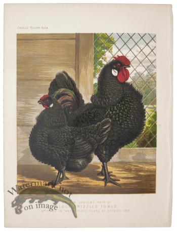 Black Frizzled Fowls
