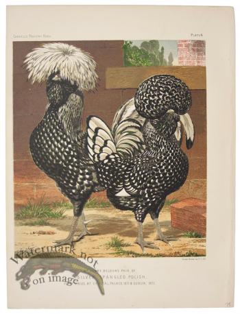 Silver Spangled Polish