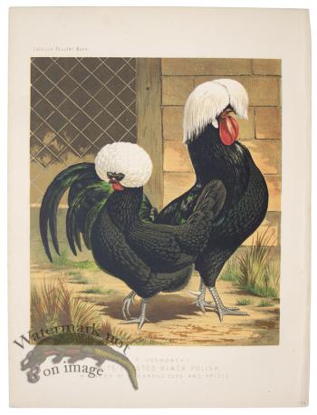 White Crested Black Polish