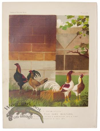 Black Red Piled Game Bantams