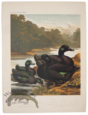 Black Yeast India Ducks