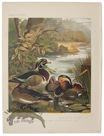 Wood Duck Mandarin Duck