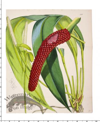 Curtis Botanical 001