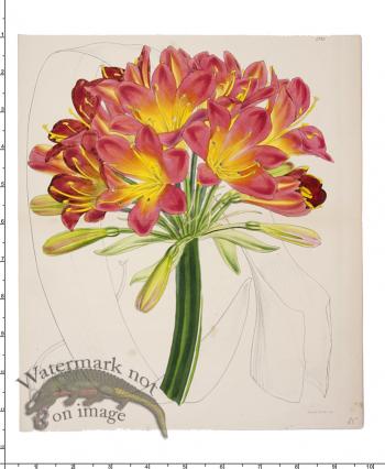 Curtis Botanical 004