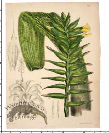 Curtis Botanical 005