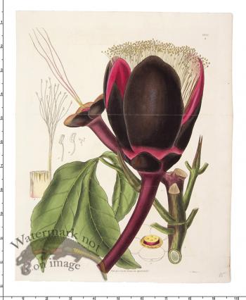 Curtis Botanical 007