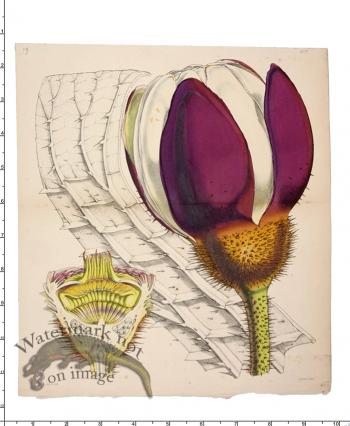 Curtis Botanical 008