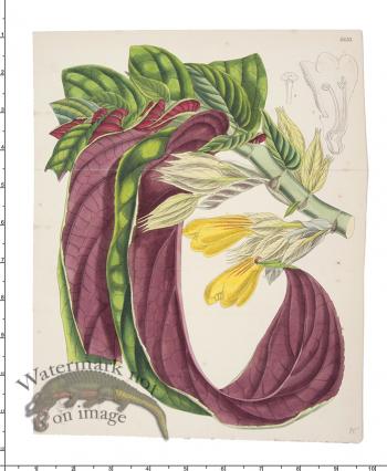 Curtis Botanical 010