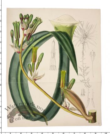 Curtis Botanical 012