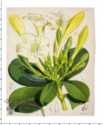 Curtis Botanical 013