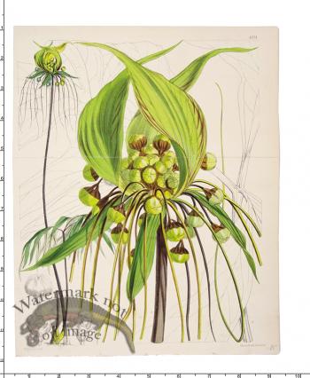 Curtis Botanical 015