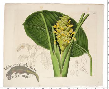 Curtis Botanical 022