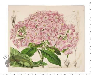 Curtis Botanical 025