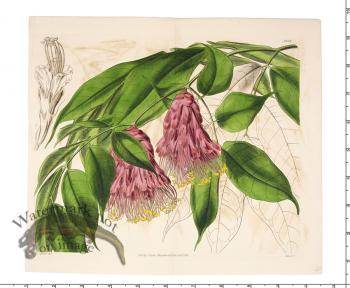 Curtis Botanical 026