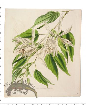 Curtis Botanical 028