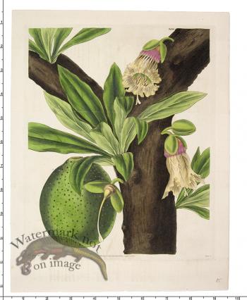 Curtis Botanical 029