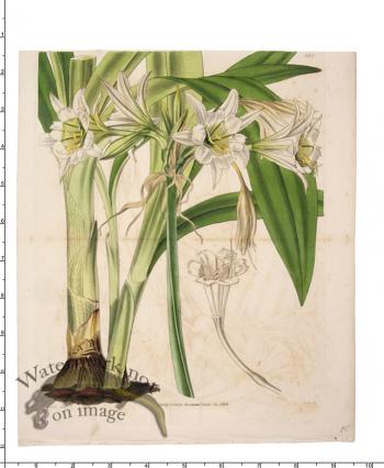 Curtis Botanical 031