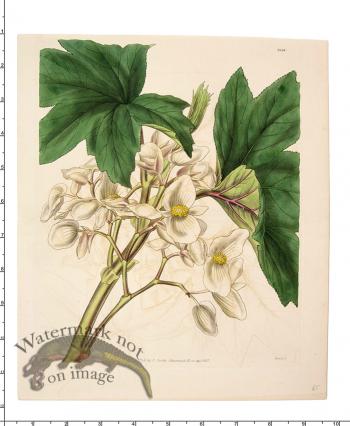 Curtis Botanical 032