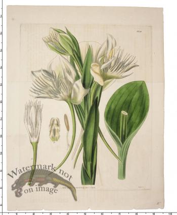 Curtis Botanical 033