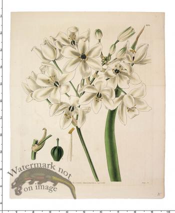 Curtis Botanical 034