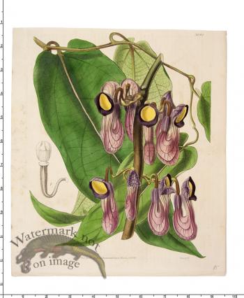 Curtis Botanical 035