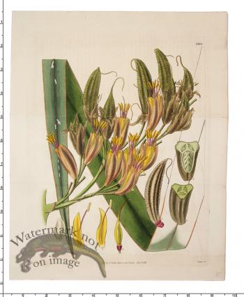 Curtis Botanical 036