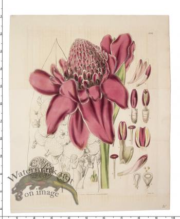 Curtis Botanical 037