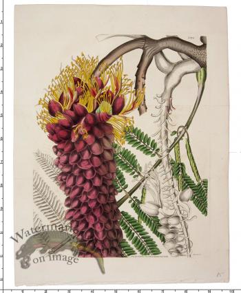 Curtis Botanical 038