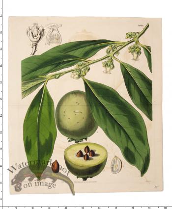 Curtis Botanical 039