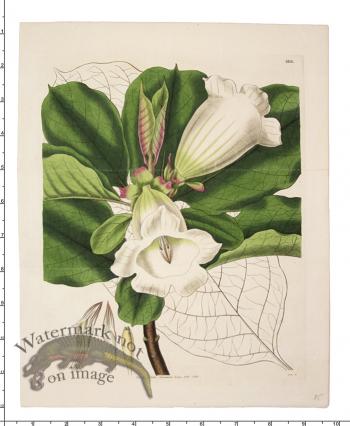 Curtis Botanical 041