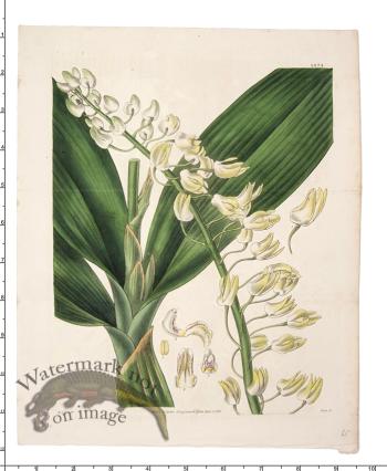 Curtis Botanical 042