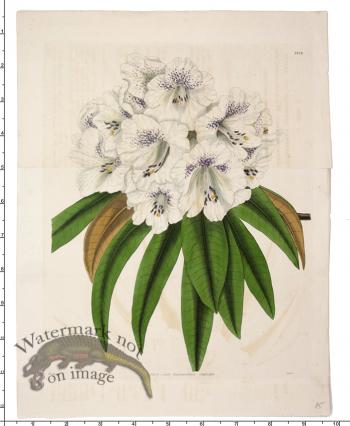 Curtis Botanical 043