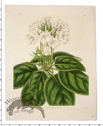 Curtis Botanical 044