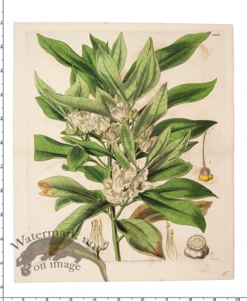 Curtis Botanical 045