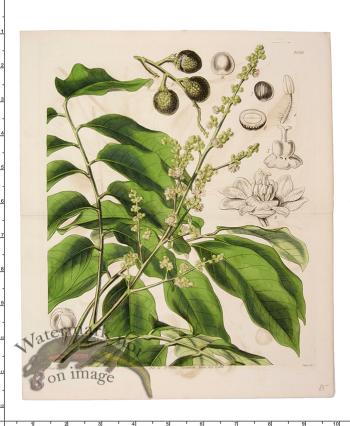 Curtis Botanical 046