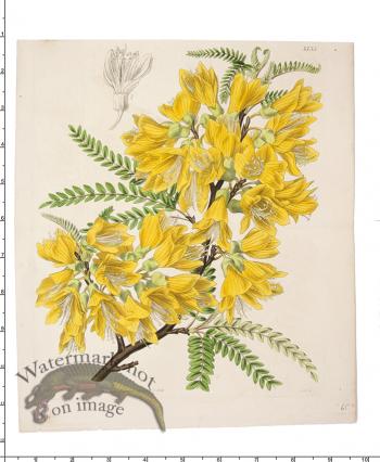 Curtis Botanical 047