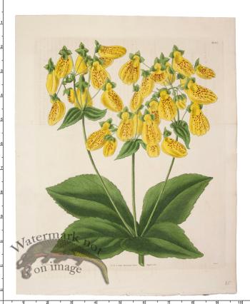 Curtis Botanical 048