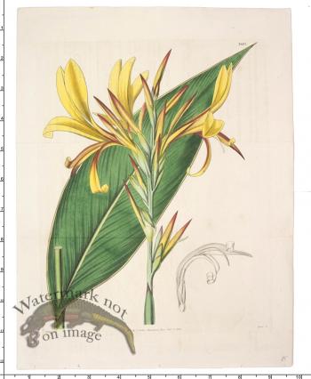 Curtis Botanical 049