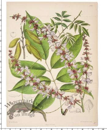 Curtis Botanical 056