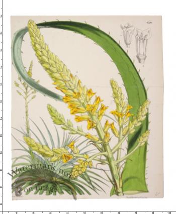 Curtis Botanical 057