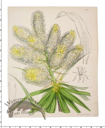 Curtis Botanical 058