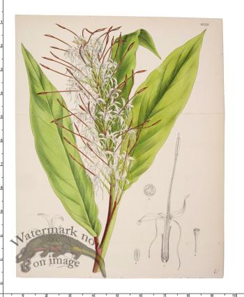 Curtis Botanical 059