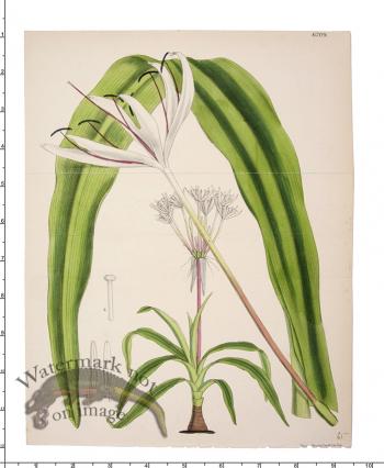 Curtis Botanical 060