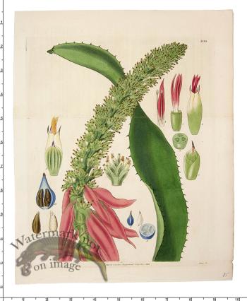 Curtis Botanical 061