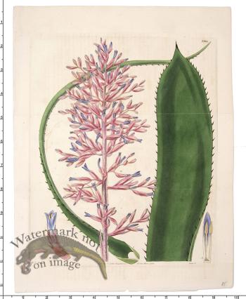 Curtis Botanical 062